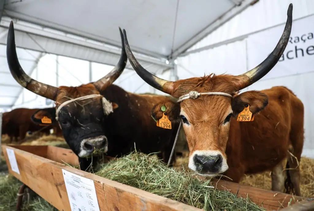 AGRO – Feira Internacional de Agricultura, Pecuária e Alimentação