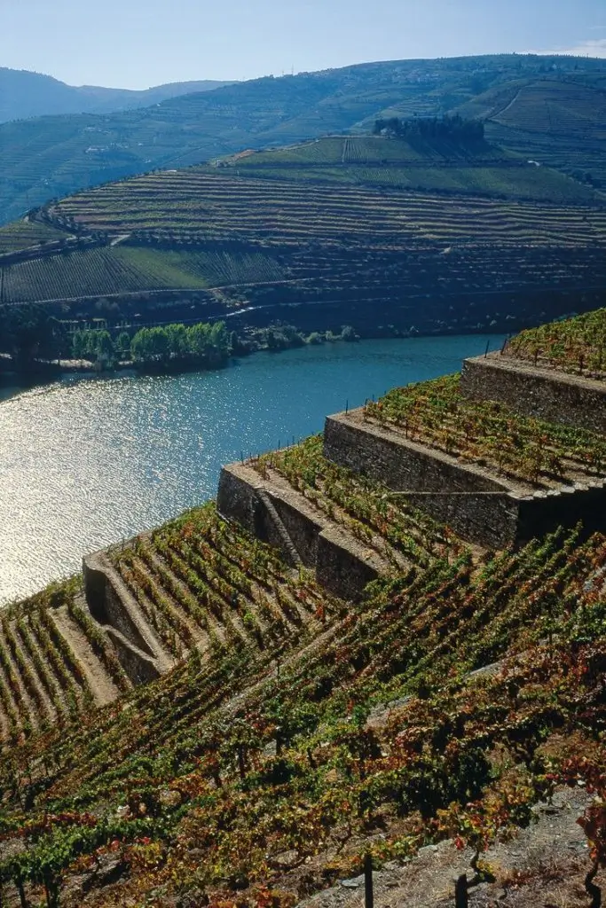 Douro Enológico